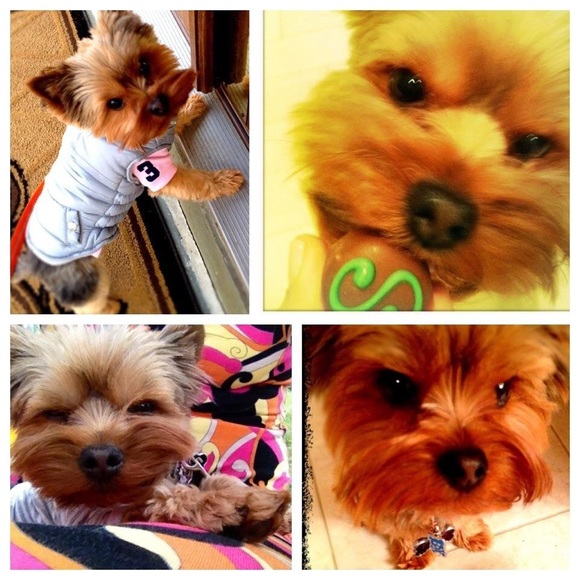 Meet your Posher, Sanaz + Spike the Yorkie! ❤️ - Picture 8 of 15